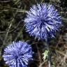 Fotografia 4 da espécie Echinops ritro do Jardim Botânico UTAD