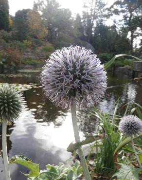 Fotografia 5 da espécie Echinops ritro no Jardim Botânico UTAD