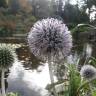 Fotografia 5 da espécie Echinops ritro do Jardim Botânico UTAD