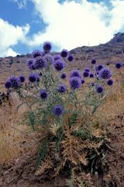 Fotografia da espécie Echinops ritro