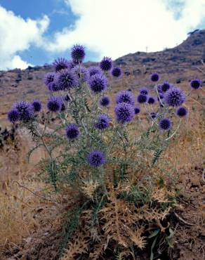 Fotografia 6 da espécie Echinops ritro no Jardim Botânico UTAD