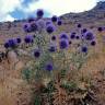 Fotografia 6 da espécie Echinops ritro do Jardim Botânico UTAD