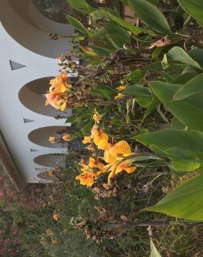 Fotografia 10 da espécie Canna x generalis no Jardim Botânico UTAD