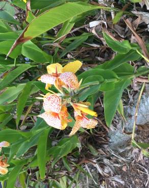 Fotografia 11 da espécie Canna x generalis no Jardim Botânico UTAD