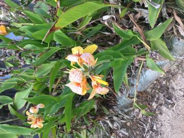 Fotografia da espécie Canna x generalis