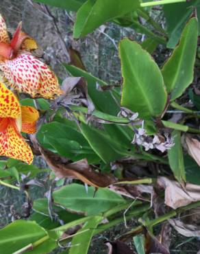 Fotografia 12 da espécie Canna x generalis no Jardim Botânico UTAD