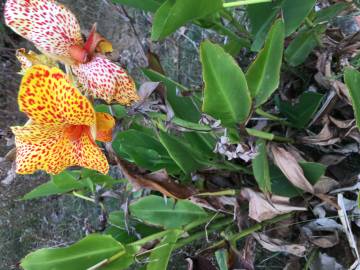 Fotografia da espécie Canna x generalis