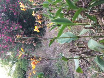 Fotografia da espécie Canna x generalis