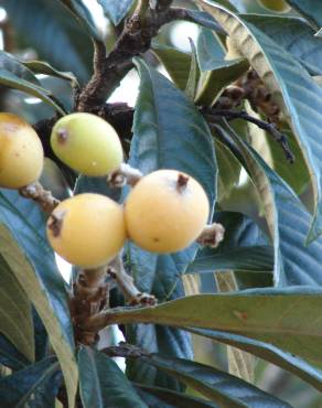 Fotografia 1 da espécie Eriobotrya japonica no Jardim Botânico UTAD