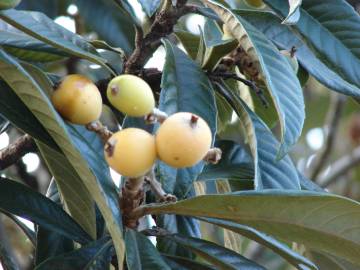 Fotografia da espécie Eriobotrya japonica