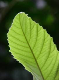 Fotografia da espécie Eriobotrya japonica