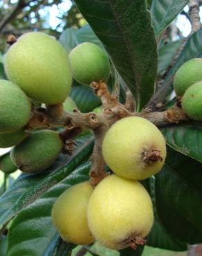 Fotografia 3 da espécie Eriobotrya japonica no Jardim Botânico UTAD