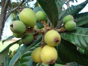 Fotografia da espécie Eriobotrya japonica