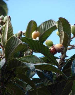 Fotografia 5 da espécie Eriobotrya japonica no Jardim Botânico UTAD