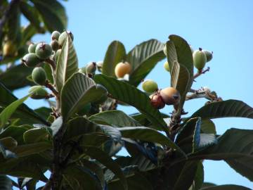 Fotografia da espécie Eriobotrya japonica