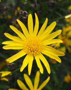 Fotografia 1 da espécie Euryops chrysanthemoides no Jardim Botânico UTAD