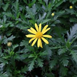 Fotografia da espécie Euryops chrysanthemoides