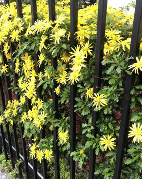 Fotografia 3 da espécie Euryops chrysanthemoides no Jardim Botânico UTAD