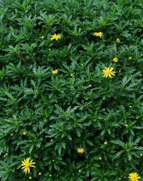 Fotografia 4 da espécie Euryops chrysanthemoides no Jardim Botânico UTAD