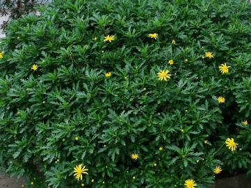 Fotografia da espécie Euryops chrysanthemoides