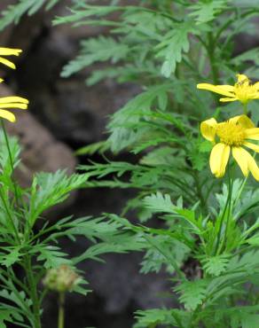 Fotografia 5 da espécie Euryops chrysanthemoides no Jardim Botânico UTAD