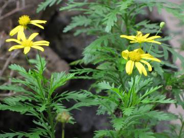 Fotografia da espécie Euryops chrysanthemoides