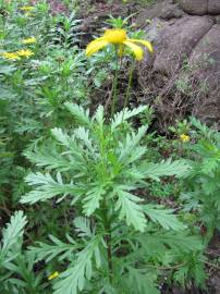 Fotografia da espécie Euryops chrysanthemoides