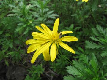 Fotografia da espécie Euryops chrysanthemoides