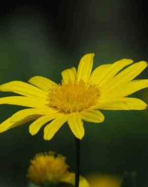 Fotografia 8 da espécie Euryops chrysanthemoides no Jardim Botânico UTAD