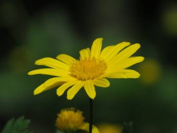 Fotografia da espécie Euryops chrysanthemoides