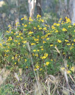 Fotografia 9 da espécie Euryops chrysanthemoides no Jardim Botânico UTAD