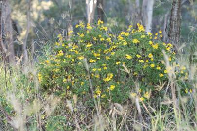 Fotografia da espécie Euryops chrysanthemoides