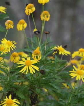 Fotografia 10 da espécie Euryops chrysanthemoides no Jardim Botânico UTAD