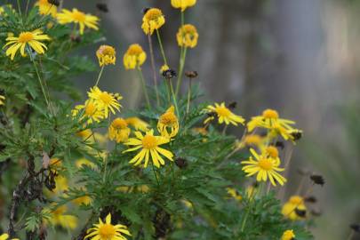 Fotografia da espécie Euryops chrysanthemoides