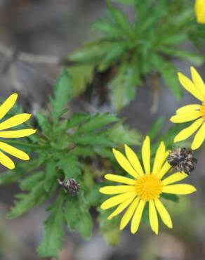 Fotografia 11 da espécie Euryops chrysanthemoides no Jardim Botânico UTAD