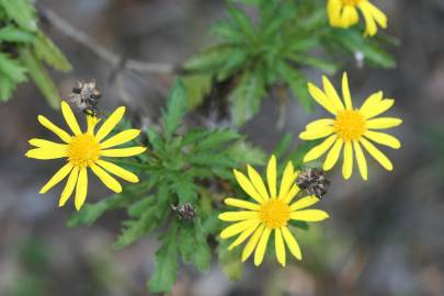 Fotografia da espécie Euryops chrysanthemoides