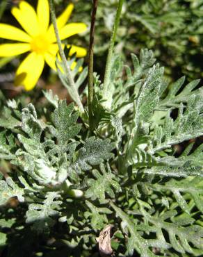 Fotografia 12 da espécie Euryops pectinatus no Jardim Botânico UTAD