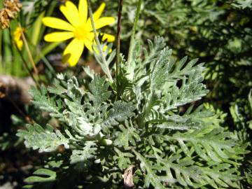 Fotografia da espécie Euryops pectinatus