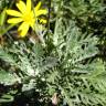 Fotografia 12 da espécie Euryops pectinatus do Jardim Botânico UTAD