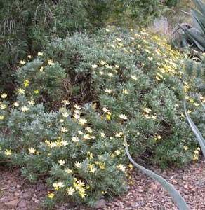 Fotografia 13 da espécie Euryops pectinatus no Jardim Botânico UTAD