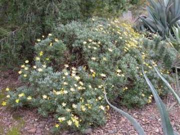 Fotografia da espécie Euryops pectinatus