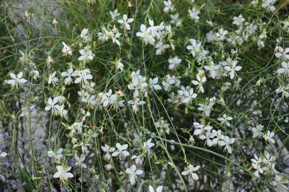 Fotografia da espécie Gaura lindheimeri