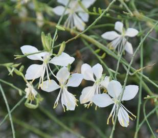 Fotografia da espécie Gaura lindheimeri