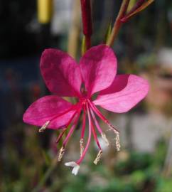 Fotografia da espécie Gaura lindheimeri