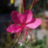 Fotografia 5 da espécie Gaura lindheimeri do Jardim Botânico UTAD