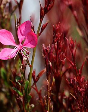 Fotografia 6 da espécie Gaura lindheimeri no Jardim Botânico UTAD