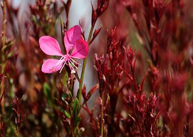 Fotografia da espécie Gaura lindheimeri