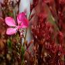 Fotografia 6 da espécie Gaura lindheimeri do Jardim Botânico UTAD