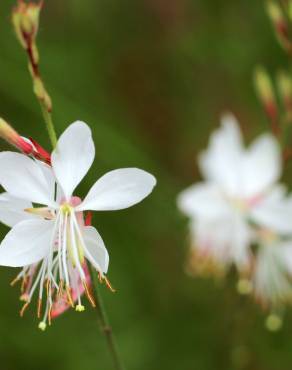 Fotografia 7 da espécie Gaura lindheimeri no Jardim Botânico UTAD