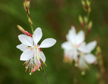 Fotografia da espécie Gaura lindheimeri